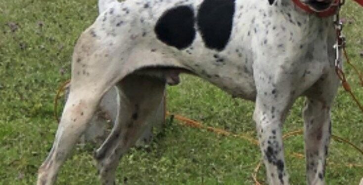 Lost dogs