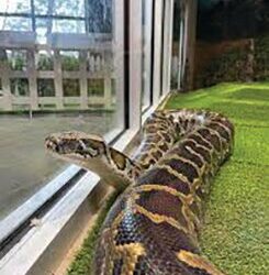 GSU Center for Wildlife Education to provide experience at Pine Tree Festival