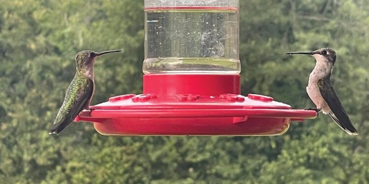 Hummingbirds getting ready to depart