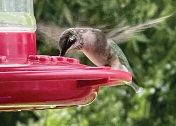 Hummingbirds are on their way!