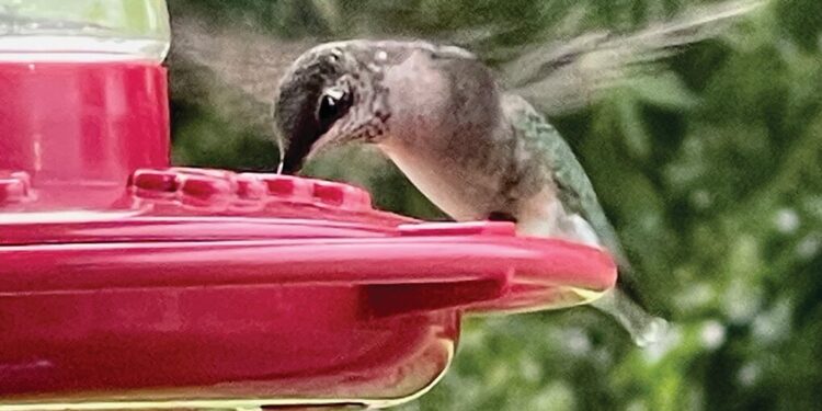 Hummingbirds are on their way!