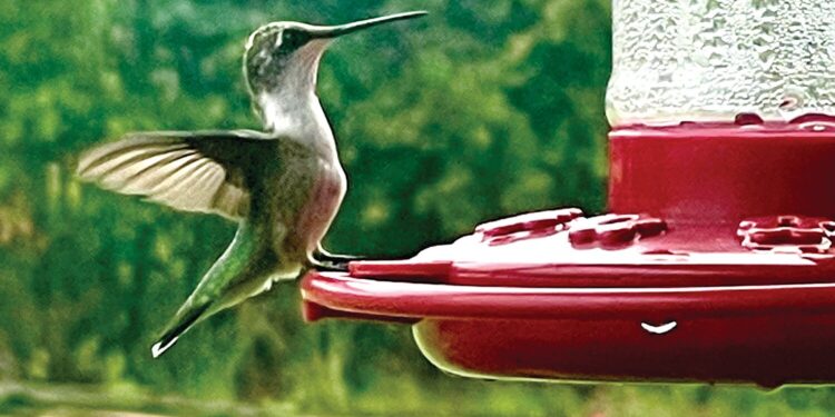 Hummingbirds will soon be migrating