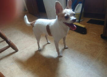 Found & looking for it's owner