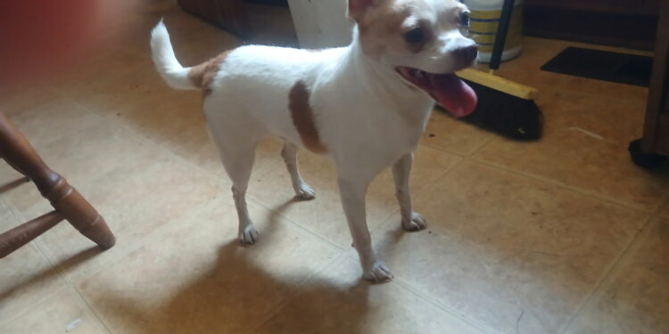 Found & looking for it's owner