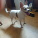 Found & looking for it's owner